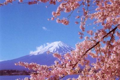 fujisan_sakura