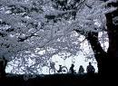 hanami