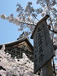 sakura